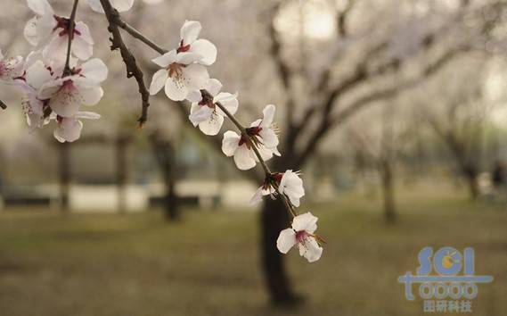 花素材