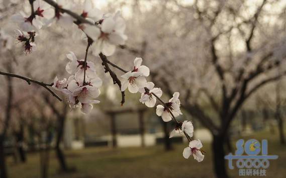 花素材