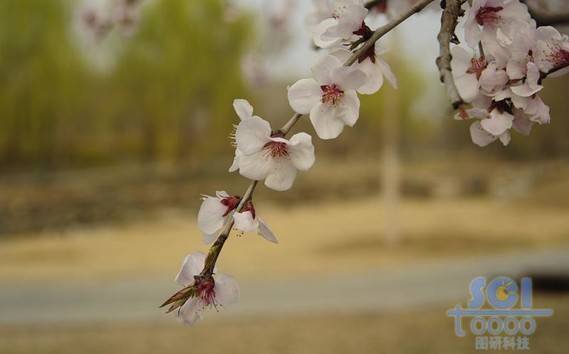 花素材