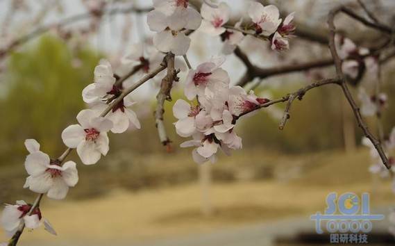 花素材