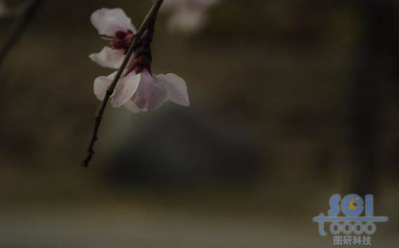 花素材