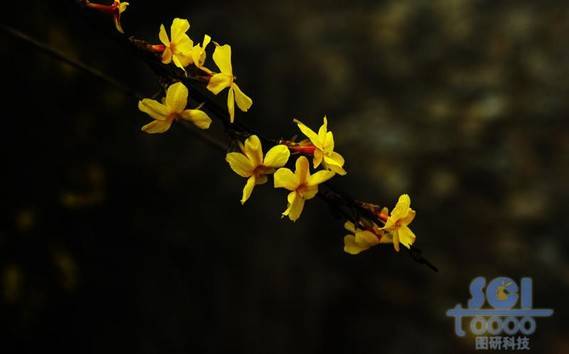 花素材