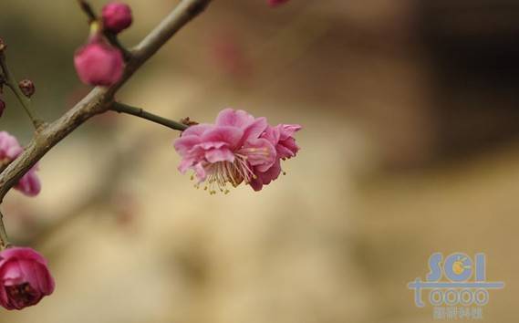 花素材