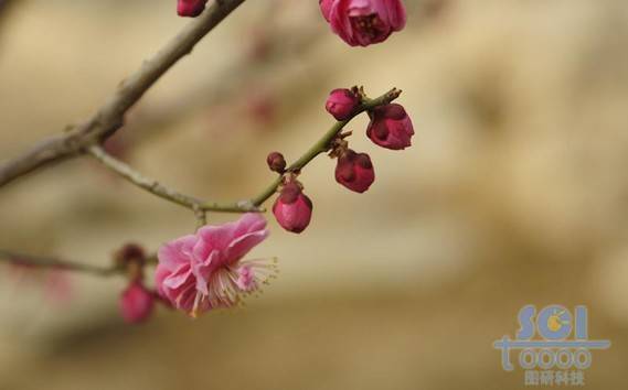 花素材