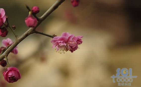 花素材