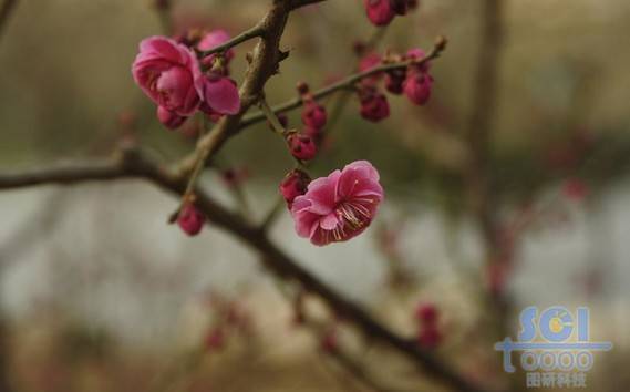 花素材