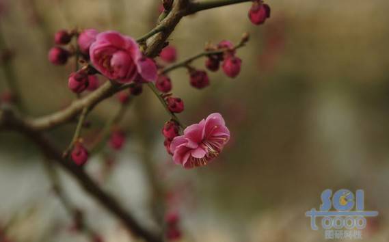 花素材