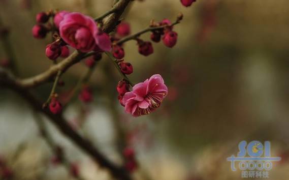 花素材