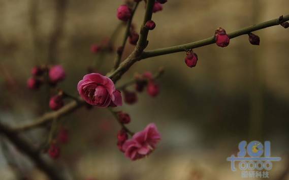 花素材