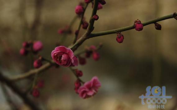 花素材