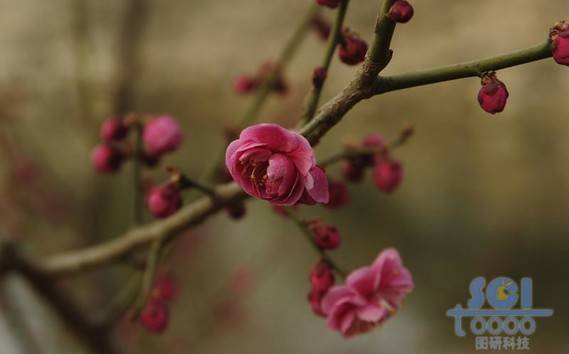 花素材