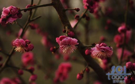 花素材