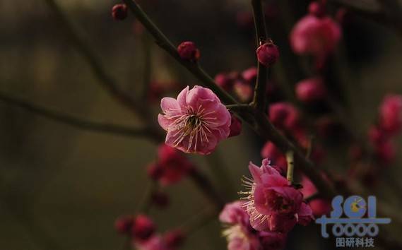 花素材