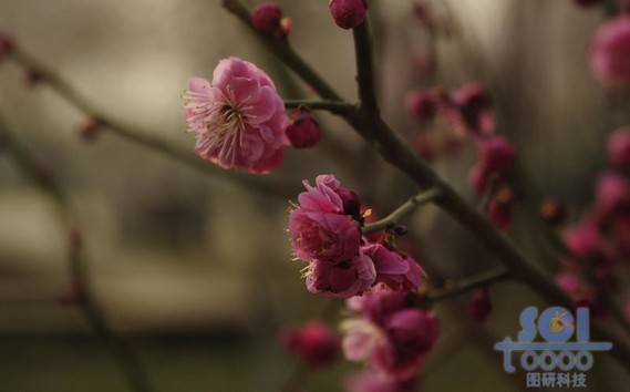 花素材