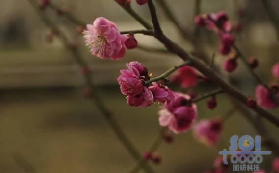 花素材