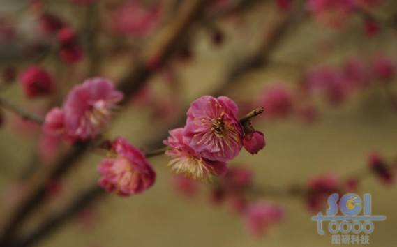 花素材