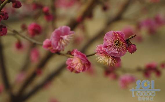 花素材