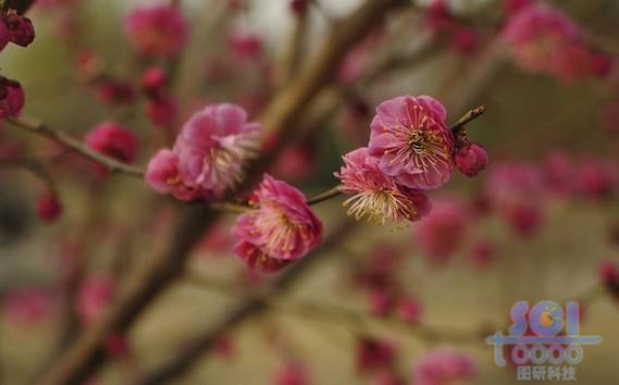 花素材