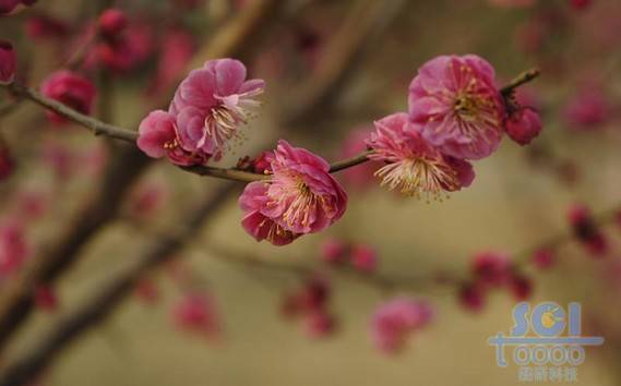 花素材