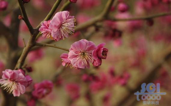 花素材