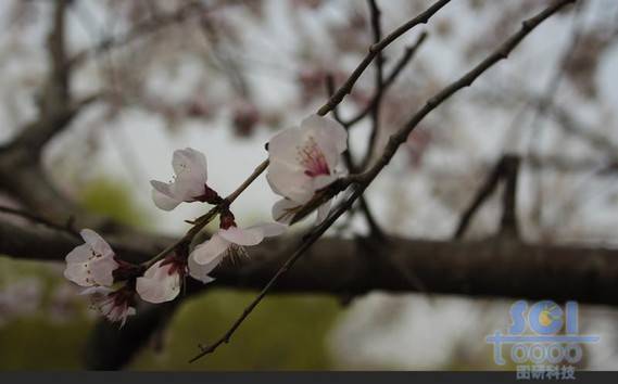 花素材