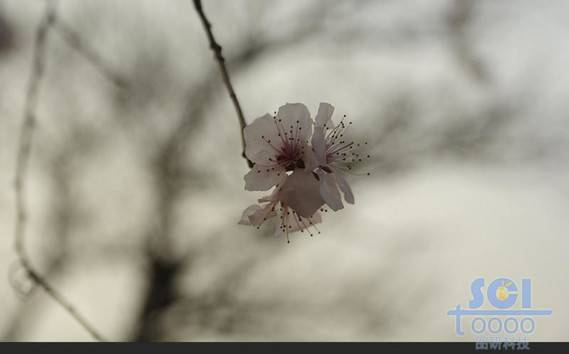 花素材