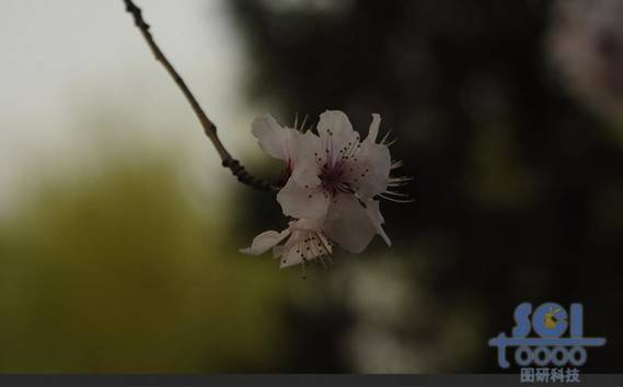 花素材