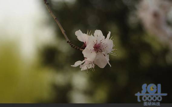 花素材