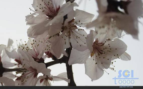 花素材