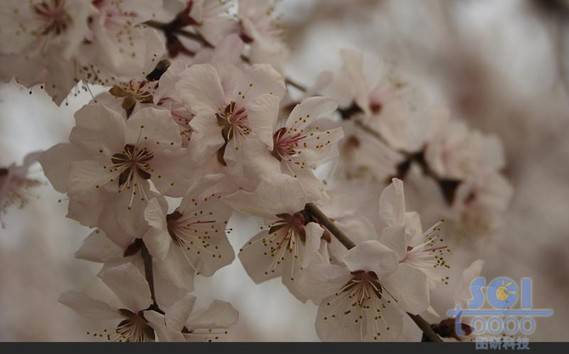 花素材