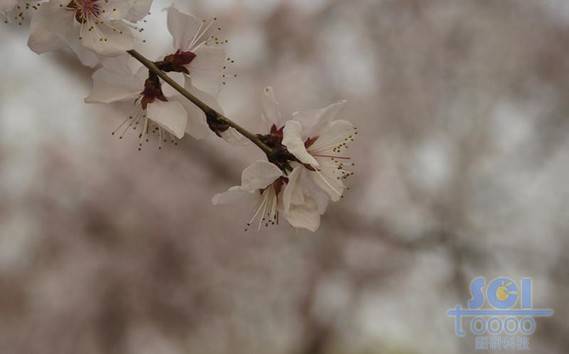 花素材