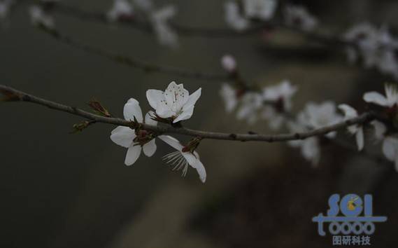 花素材