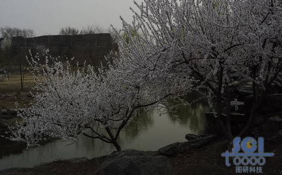 花素材