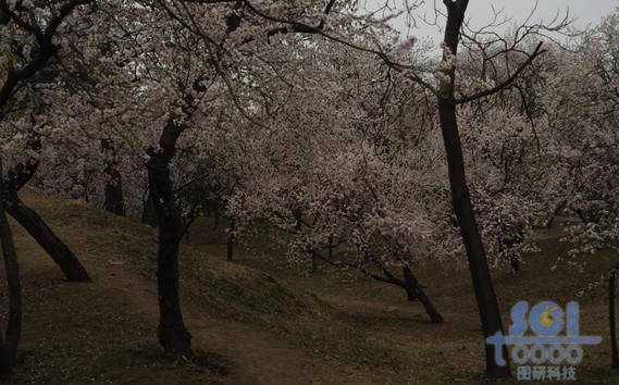 花素材