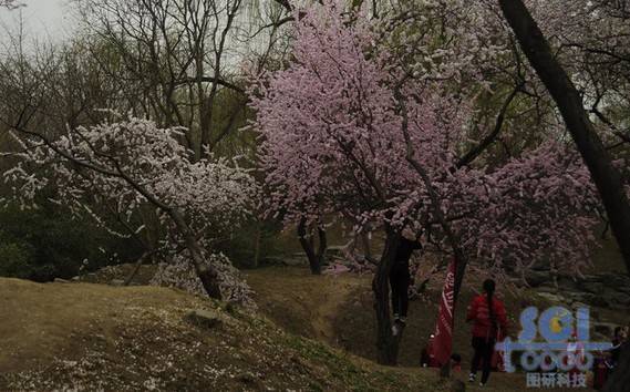 花素材