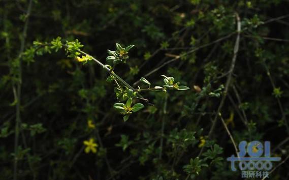 花素材