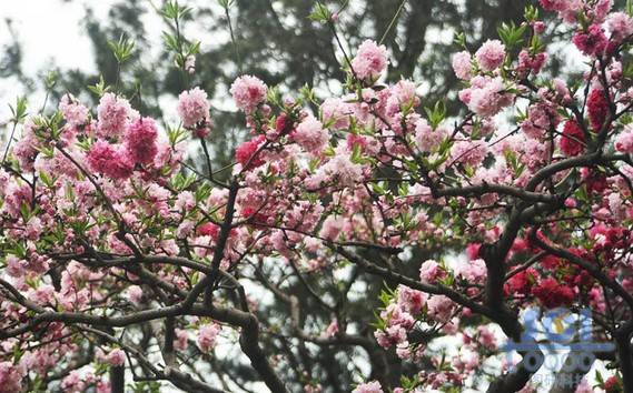 花素材