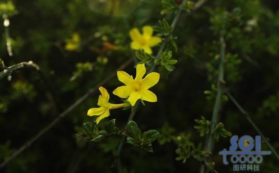 花素材