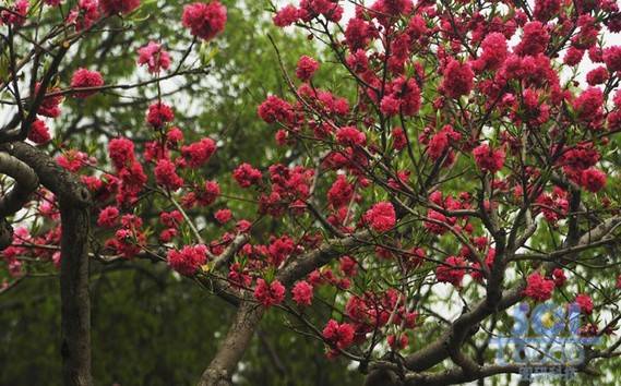 花素材