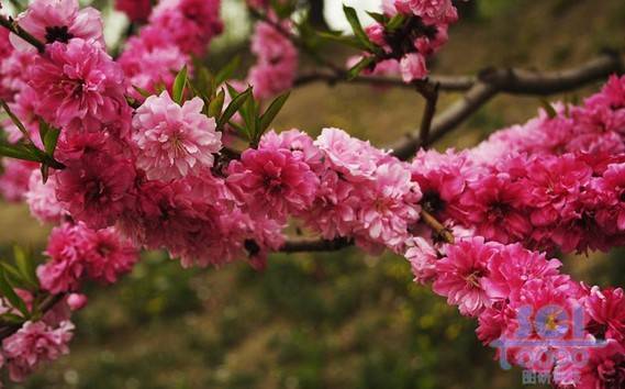 花素材