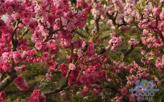 花素材