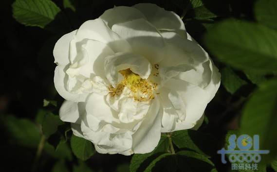 花素材