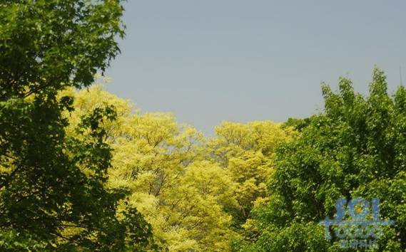樹素材