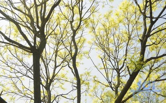 樹素材