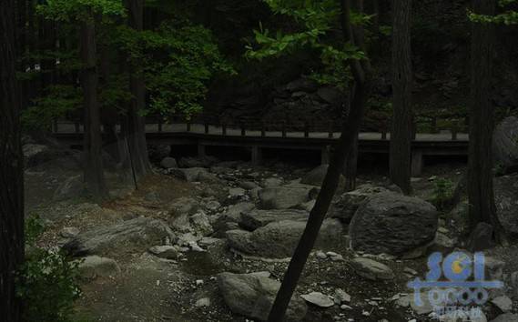 樹素材