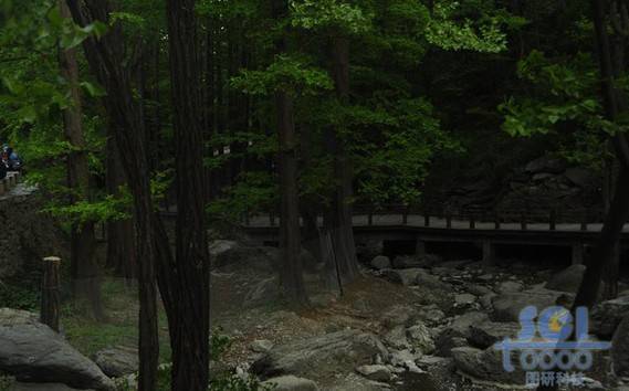 樹素材