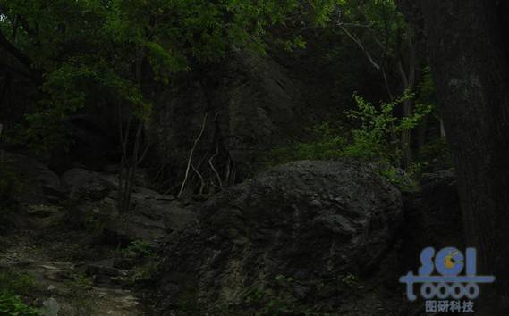 樹素材