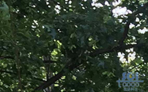 樹素材