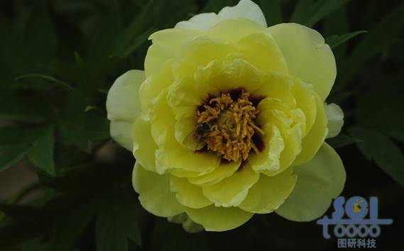 花素材
