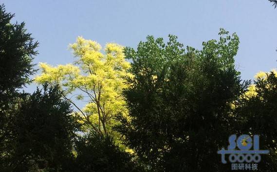 樹素材